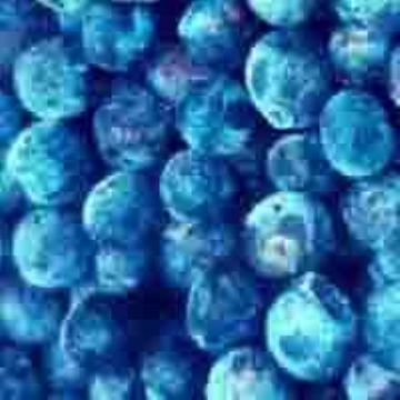 Blueberry Anthocyanin